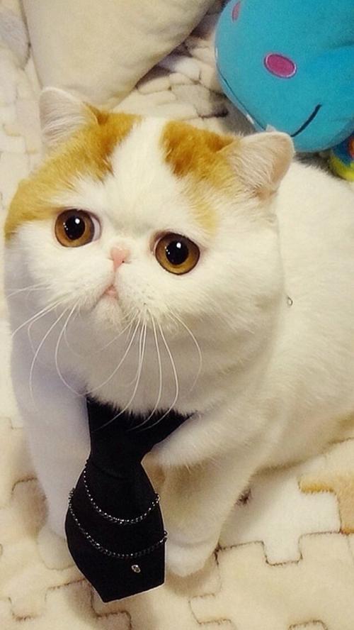 ºþ±±±£Éñ¸ßËÙÈ«Ïß¹áͨ ÉñÅ©¼Ü½«¿çÈë